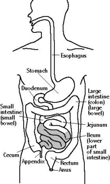 A medical illustration of the GI tract
