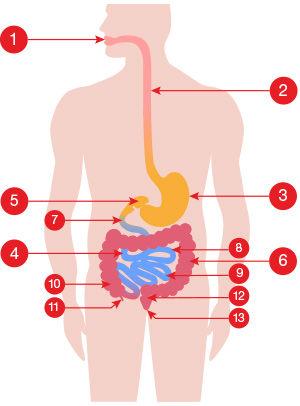 A medical illustration of the GI tract