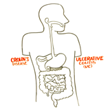  Illustration montrant un tube digestif