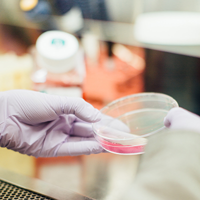 Gloved hands holding petri dish