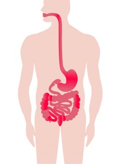Système digestif montrant une inflammation chez une personne atteinte de la maladie de Crohn